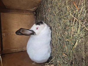 Vând iepuri uriaș de Transilvania si berbec Germania  - imagine 2