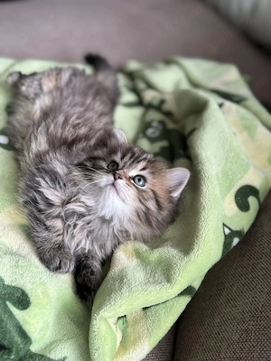 Vand pui de pisica  - imagine 2