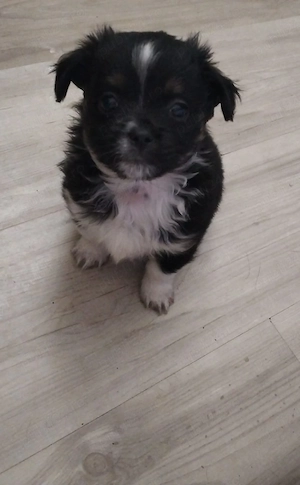 Donații animale - imagine 5