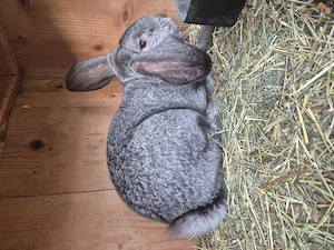 Vând iepuri uriaș de Transilvania si berbec Germania  - imagine 4