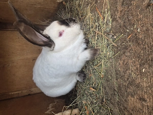 Vând iepuri uriaș de Transilvania si berbec Germania 