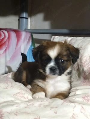 Donații animale - imagine 3