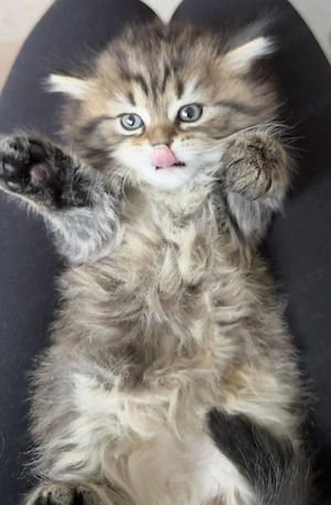 Vand pui de pisica  - imagine 3