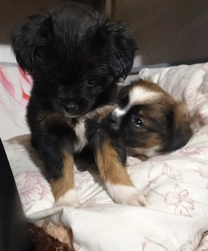 Donații animale - imagine 2