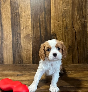 Cavalier King Charles de culoare bicolor cu parinti cu pedigree - imagine 4