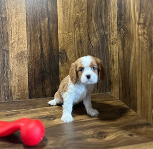 Cavalier King Charles de culoare bicolor cu parinti cu pedigree - imagine 2