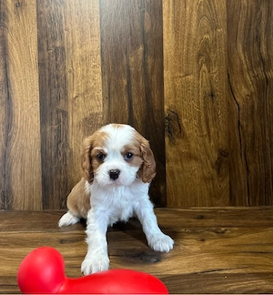 Cavalier King Charles de culoare bicolor cu parinti cu pedigree - imagine 5