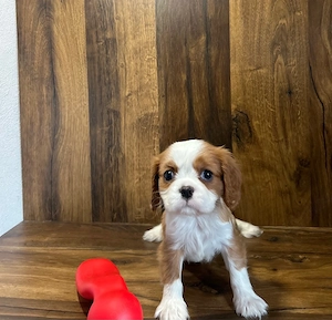 Cavalier King Charles de culoare bicolor cu parinti cu pedigree - imagine 3