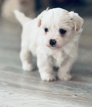Vand bichon miny toy 6 saptamani