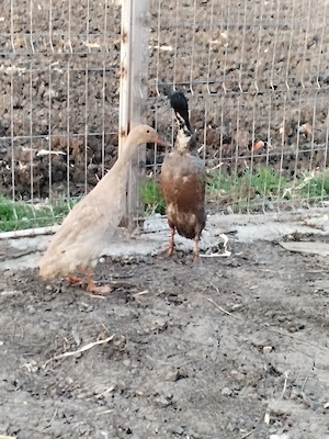 Rațe alergătoare indiene  - imagine 3