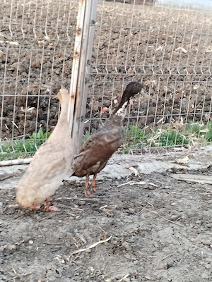 Rațe alergătoare indiene  - imagine 4