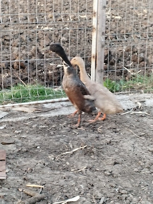 Rațe alergătoare indiene 