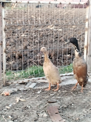 Rațe alergătoare indiene  - imagine 2