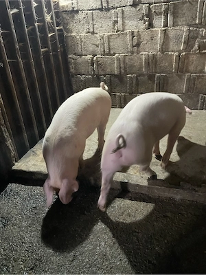 De vânzare - imagine 3