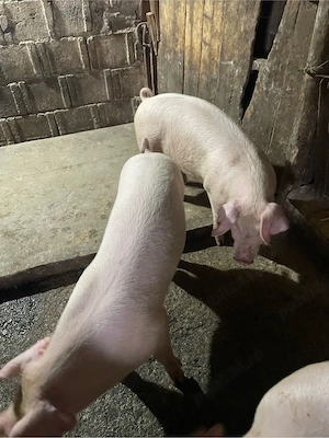 De vânzare - imagine 4