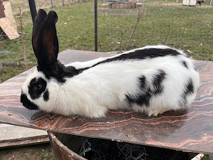 iepuras flutur german 