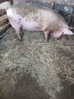 De Vânzare scrofă gestantă de 11 săptămânii  - imagine 4