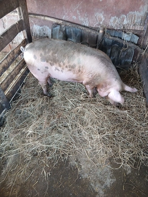 De Vânzare scrofă gestantă de 11 săptămânii  - imagine 2