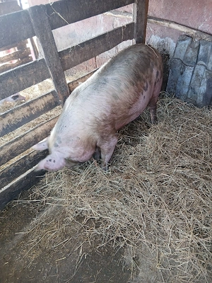 De Vânzare scrofă gestantă de 11 săptămânii  - imagine 5