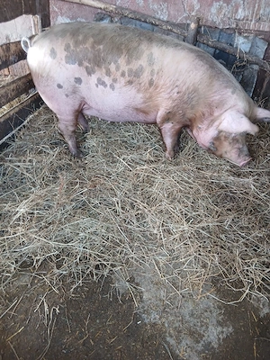 De Vânzare scrofă gestantă de 11 săptămânii  - imagine 3