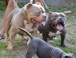 American bully 2 femele și 1 mascul maturi  - imagine 5