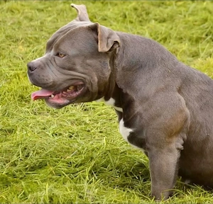 American bully 2 femele și 1 mascul maturi  - imagine 3