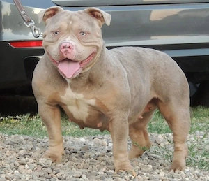 American bully 2 femele și 1 mascul maturi  - imagine 2