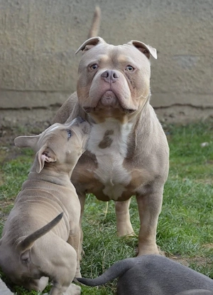 American bully 2 femele și 1 mascul maturi  - imagine 4