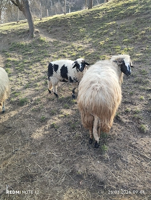 Doua mieluțe de vanzare  - imagine 4