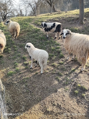 Doua mieluțe de vanzare  - imagine 3