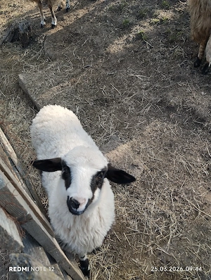 Doua mieluțe de vanzare  - imagine 2