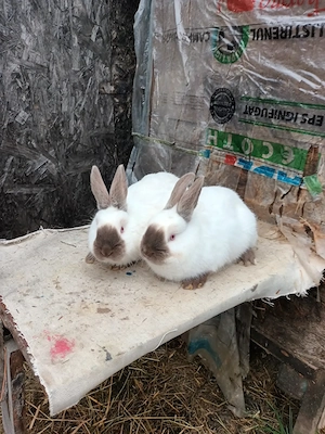 Masculi californian și o femela  la 4 luni  disponibil in PH mesaj pt mai multe detalii - imagine 4