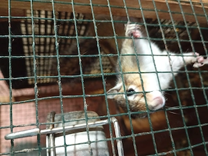 Veverit  siberian  mascul