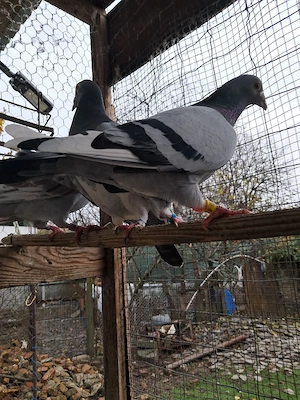 Vand schimb porumbei de fond si maraton - imagine 4