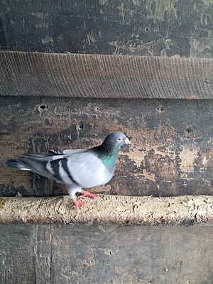 Vand schimb porumbei de fond si maraton - imagine 2