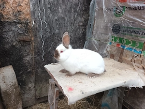 Masculi californian și o femela  la 4 luni  disponibil in PH mesaj pt mai multe detalii