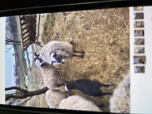 Vând oi de carne  - imagine 2