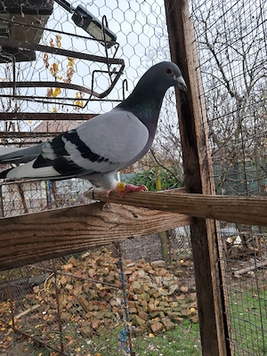 Vand schimb porumbei de fond si maraton - imagine 5