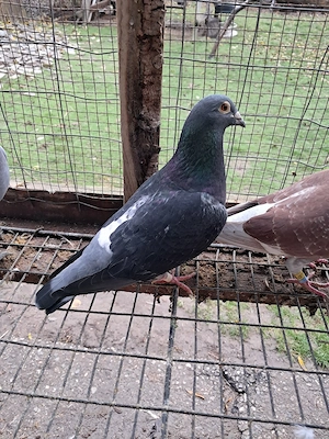 Vand schimb porumbei de fond si maraton - imagine 3