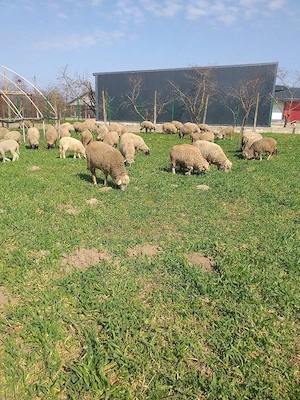 de vânzare 83 de capete și 35 de miei 