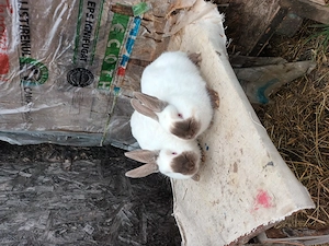 Tineret californian la 4 luni pe havana 