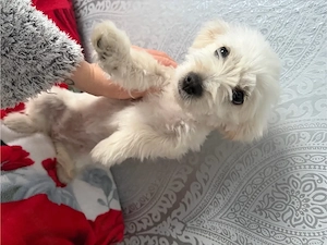 vand Bichon maltez talue mica  - imagine 2