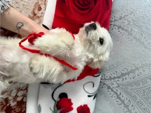 vand Bichon maltez talue mica 