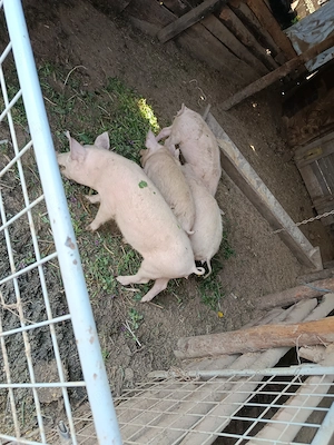 4 purcei de vânzare 400 buc 3 luni jumate 