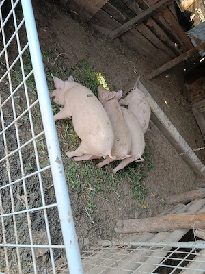 4 purcei de vânzare 400 buc 3 luni jumate  - imagine 2