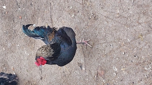 Cocosi  de tara - imagine 2