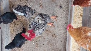 Cocosi  de tara - imagine 3