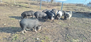 Purcei, godani de vanzare - imagine 5