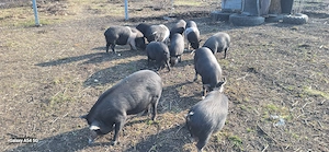 Purcei, godani de vanzare