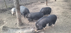 Porc vietnamez pentru consum - imagine 4